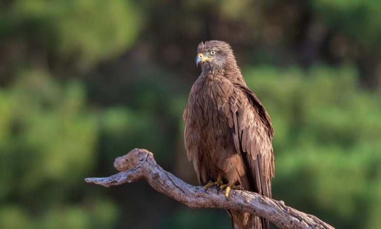 2021de mobil uygulamalar populer uygulamalar hakkinda tum bilgiler